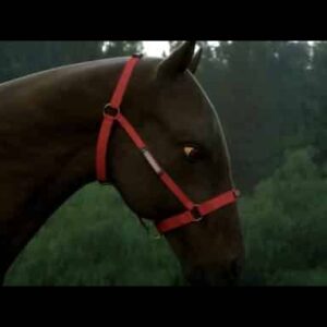 Equestrian Harness with Pockets for Insect Repellant