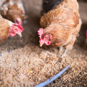 Big Tex Poultry Feeders