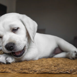 The Lazy Dog Bone Holder